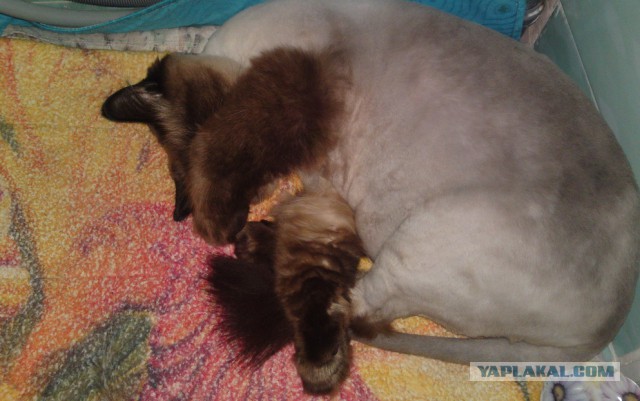 Котовторник 15-09-2015 !