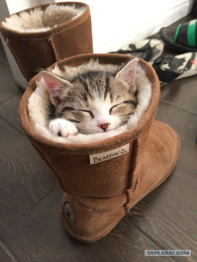 Котовторник