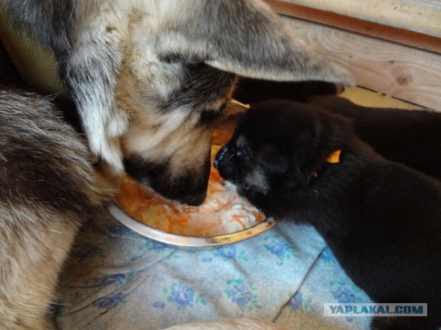 Подборка животных, которых застали за трапезой