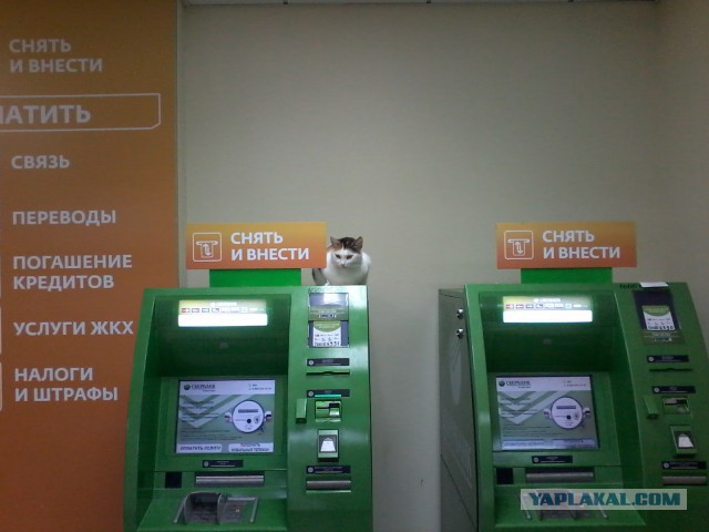 Однажды у банкомата...