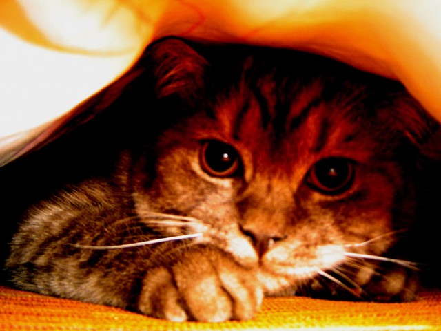 Коты, кошки, котята