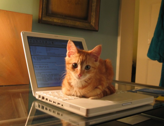 Коты Среды