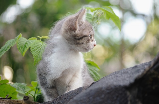 Котовторник 31.05.2016