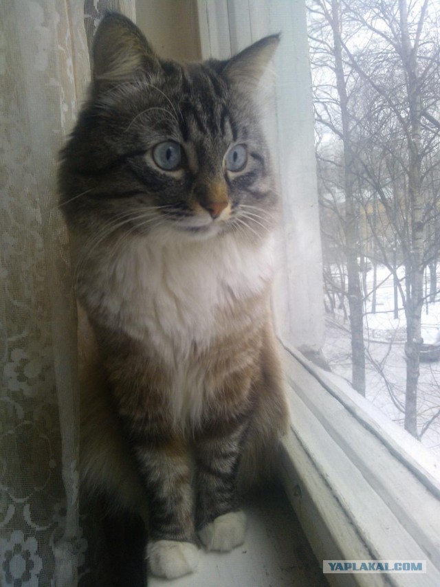 Котовторник 21.06.16