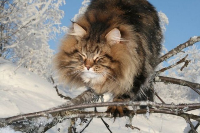 Коты из сети