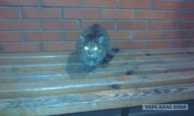 ГЛАГОЛящие коты
