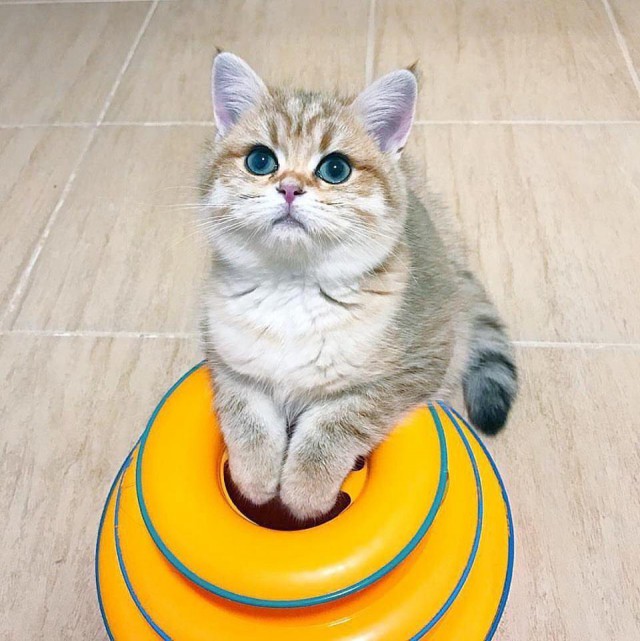 Коты из сети