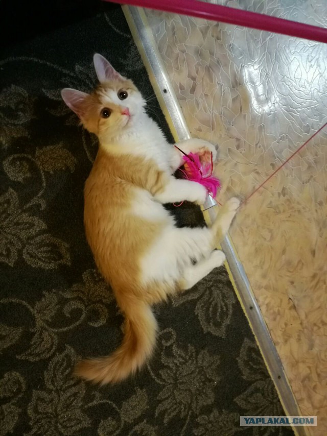 Котовторник  31.01.2017