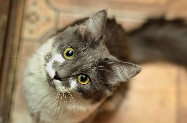 Котя ворону увидал