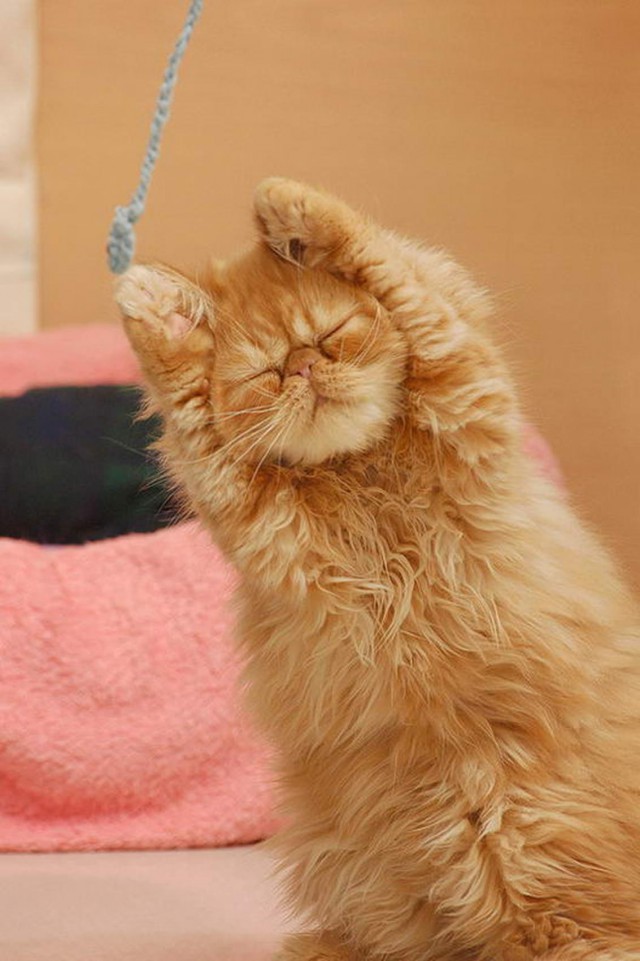 Самые смешные животные