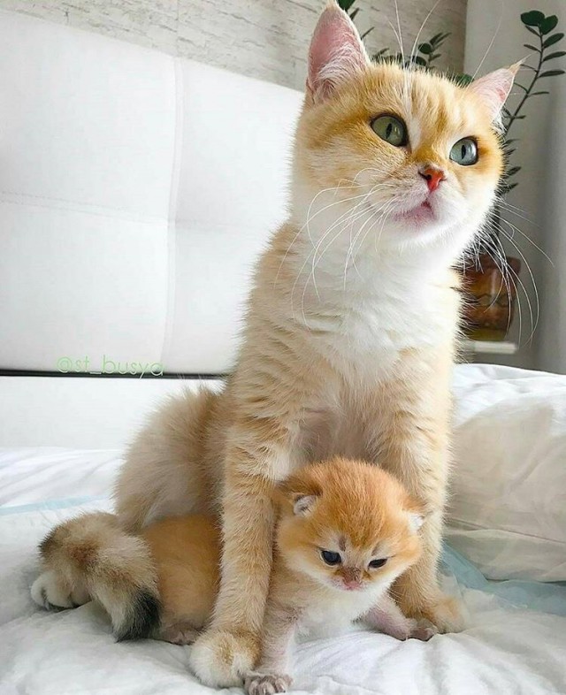 Коты и Кошки