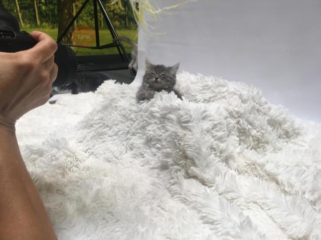 Коты и Кошки