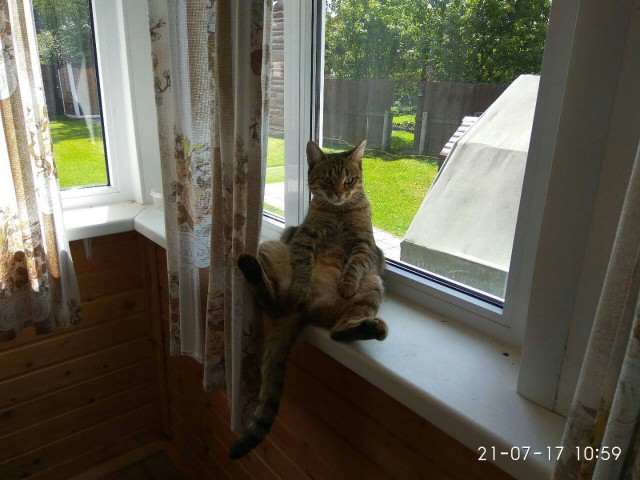 Котовторник!
