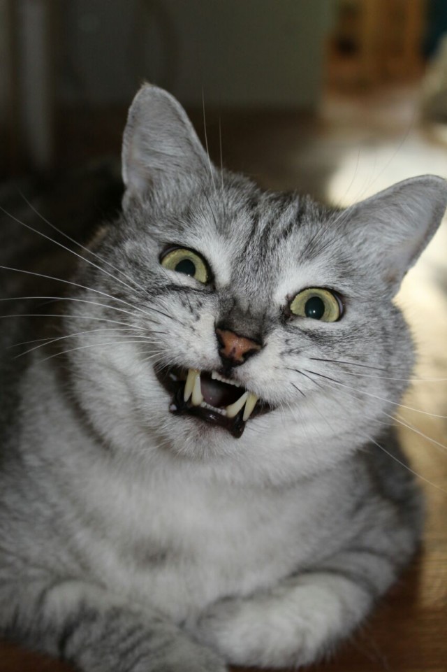 Котовторник 9.01.2018