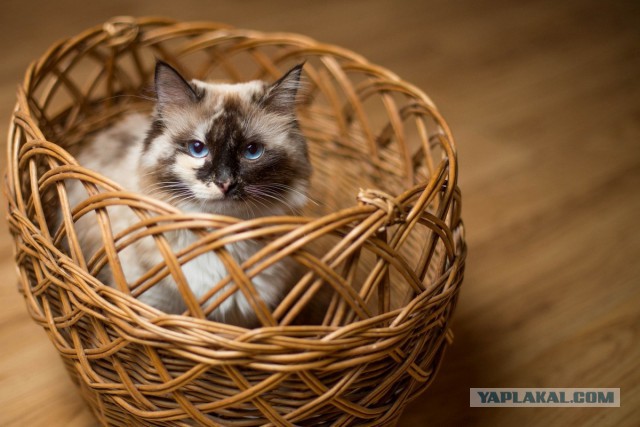 Вся красота беспородных кошек. Котовторнику посвящается.