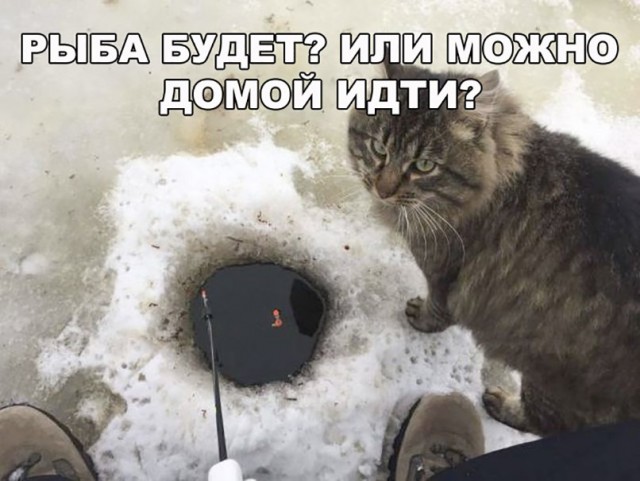 Прикольных котов пост
