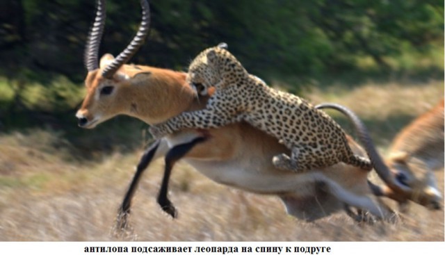 Удивительные примеры дружбы между животными.