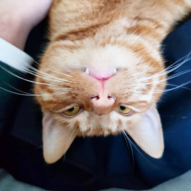 Котовторник 13.03.2018