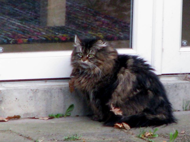 Котовторник 24.04.2018