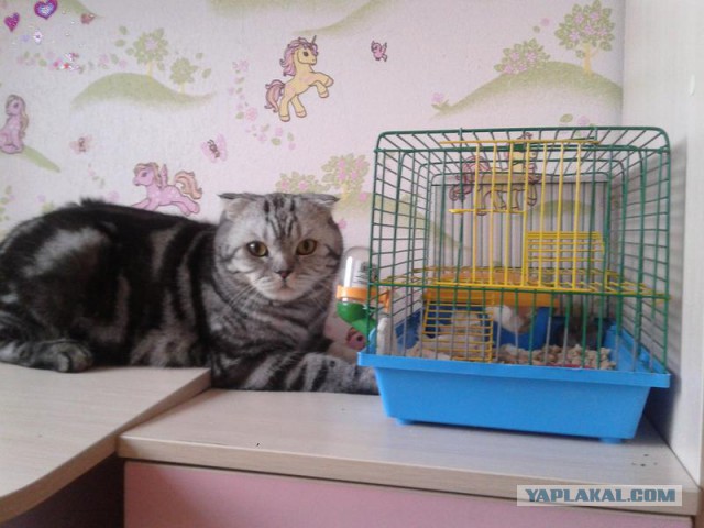 Котовторник  01.05.2018