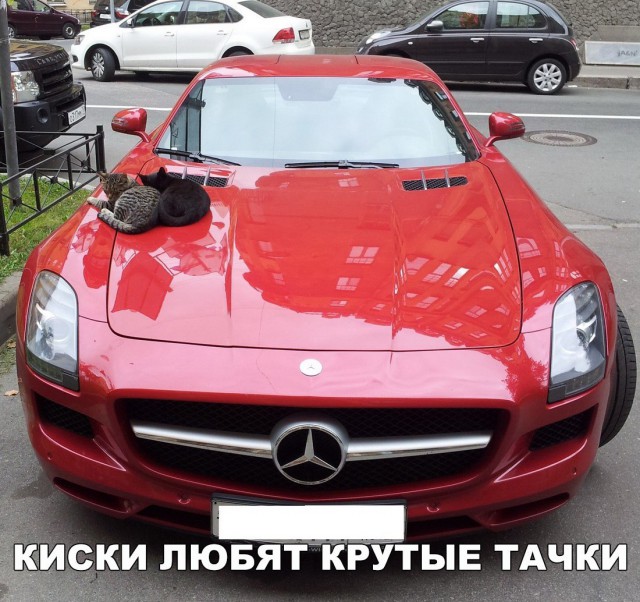 Неадекватные коты