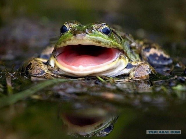 Великолепные моменты из мира животных(59 фоток)