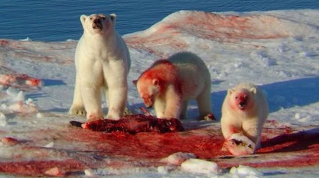 Медведь в якутской деревне