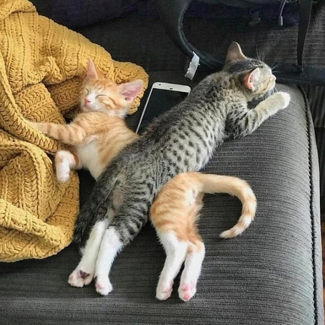 Прикольных котов пост