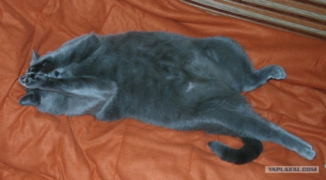 Котовторник. А как же?!