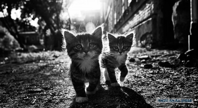 Пятница. Коты vs собаки.