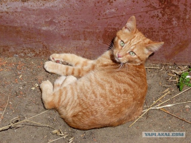 Котовторник