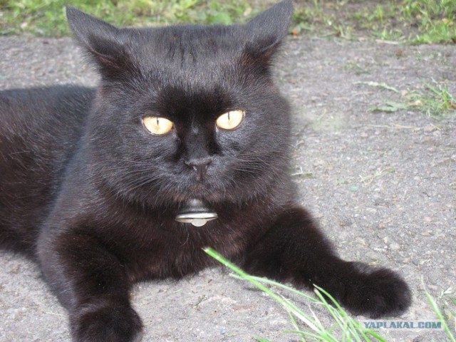 Котовторник с Максом