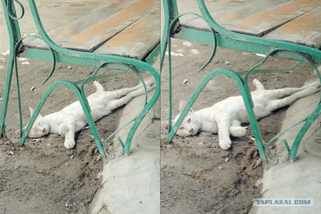 Состоятельный котовторник