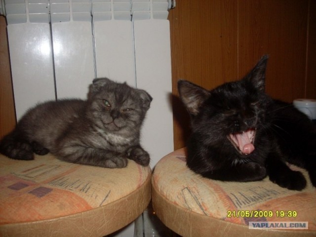 Котовторник 27.12.11