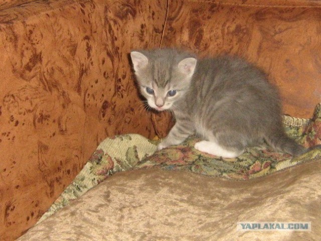 Котовторник (24. 01. 2012 )