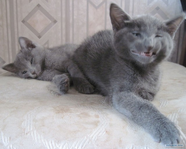 Котовторник (14.02.2012)
