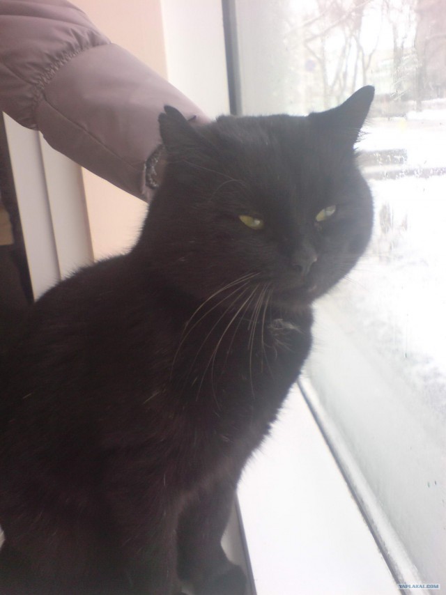 КОТОВТОРНИК (6.03.2012)