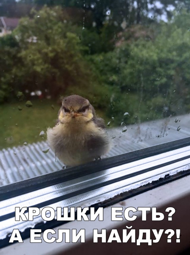 Милые животные. Мимиметр сломался
