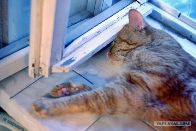 Котовторник 07.08.2012