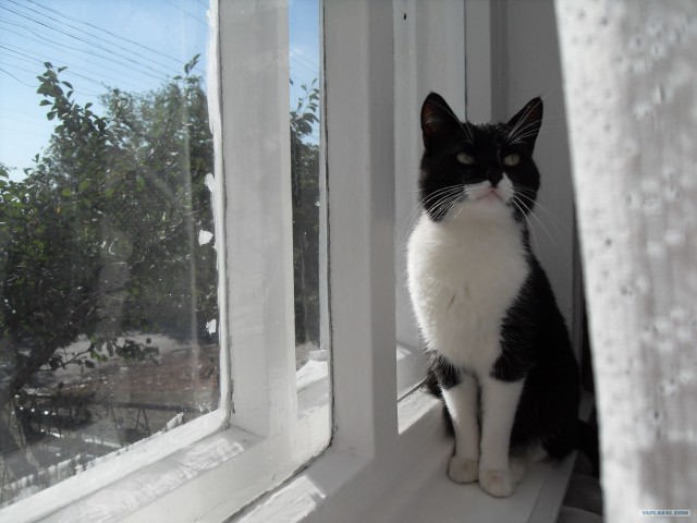 Новогодний Котовторник 01.01.2013