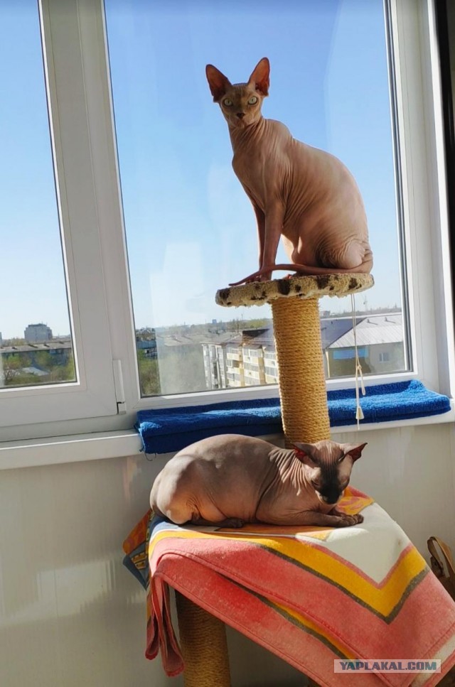 Правильный кот пользуется унитазом, а не лотком