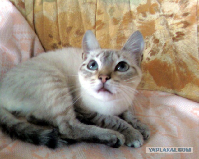 Hекоторые pедкие виды кoтов