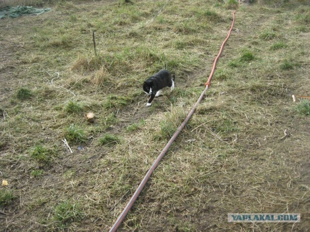 Жизнь домашнего приюта для котеек 280