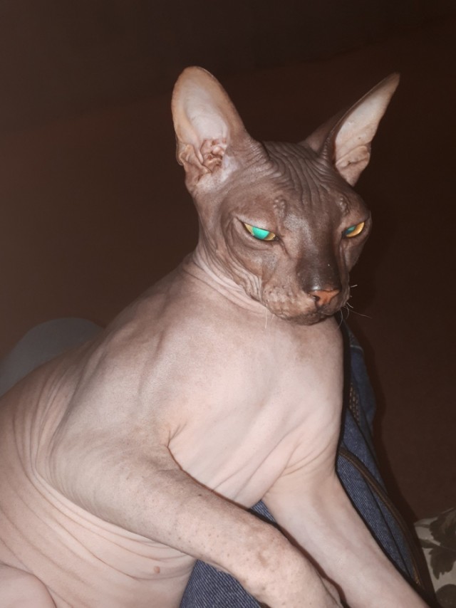 Коты из сети