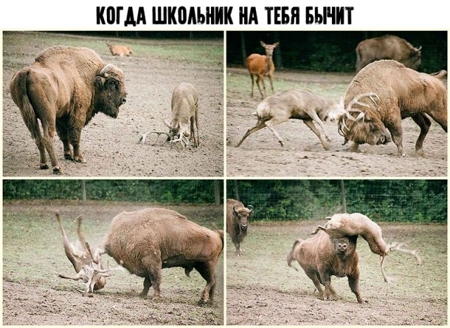 Среда с оттенками коричневого