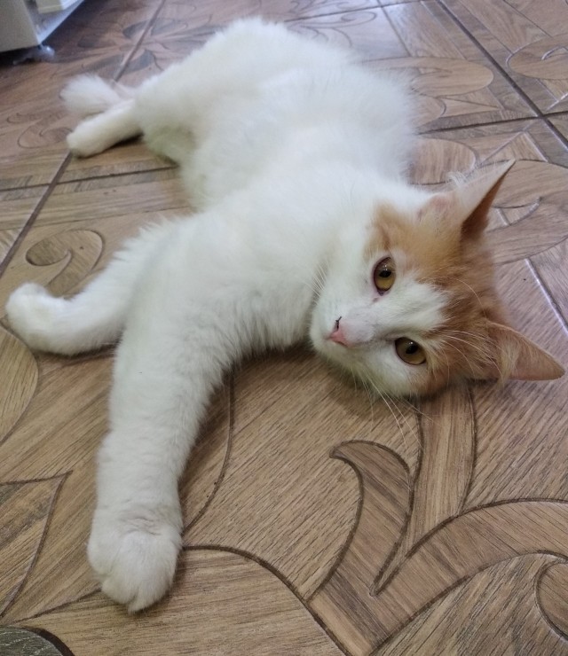 Кошка, вытащившая счастливый билет