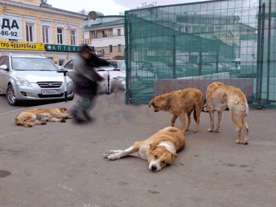 Лучший друг человека.... или наоборот!?