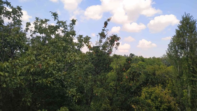 Холодает, пора нагуливать жирок. Солю сало