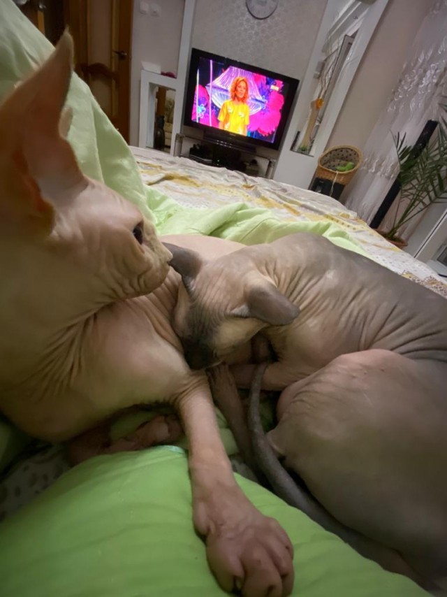 Одна шуба на двоих