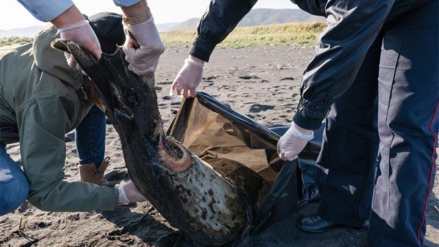 Побережье Камчатки превратилось в кладбище морских обитателей
